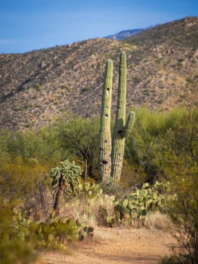 Saguaro Kaktüsü Saguaro Ulusal Anıtı Tucson Arizona Sonoran Çölü