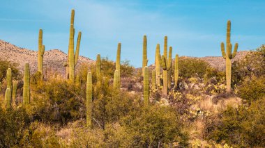 Saguaro Kaktüsü Saguaro Ulusal Anıtı Tucson Arizona Sonoran Çölü