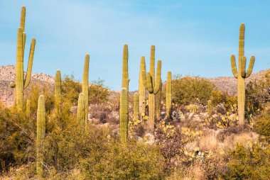 Saguaro Kaktüsü Saguaro Ulusal Anıtı Tucson Arizona Sonoran Çölü