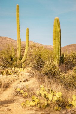 Saguaro Kaktüsü Saguaro Ulusal Anıtı Tucson Arizona Sonoran Çölü