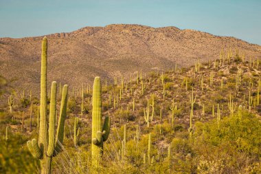 Saguaro Kaktüsü Saguaro Ulusal Anıtı Tucson Arizona Sonoran Çölü