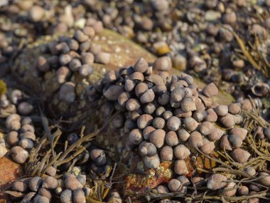 Acadia Maine 'deki Low Tide' da Periwinkle Deniz Salyangozları