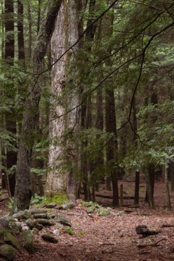 Dikey Orman Ağaçları Doğa Arkaplanı