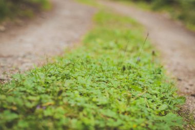 Toprak Yol Çimeni Orta Arkaplanda Büyüyor