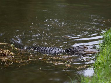Timsah, bulanık suda yüzen kamufle olmuş.