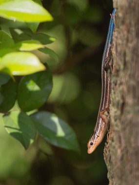 Ağaç Gövdesinde Beş Çizgili Kertenkele
