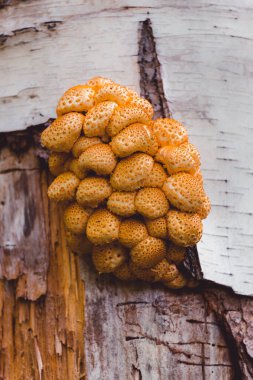Pholiota nameko Amber Mantar Mantarı