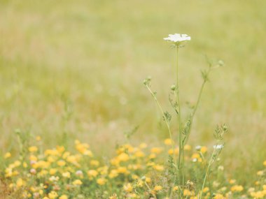 Vahşi Havuç Kraliçesi Dantelli Yaban Çiçeği Doğa Arkaplanı