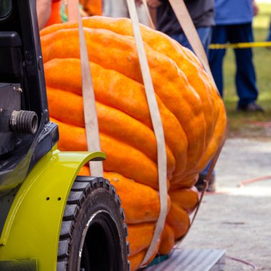 Dev Balkabağı Taşımacılığı Cadılar Bayramı Hasat Yarışması