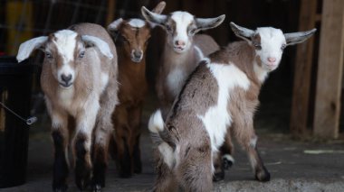 Şirin Bebek Hayvanlar Çiftlikte Oynuyor
