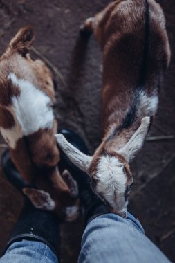Keçiler Fotoğrafçı Komik Çiftlik Hayvanlarıyla Arkadaş Oluyor