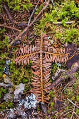 Pine Needles Branch in Cross Shape clipart