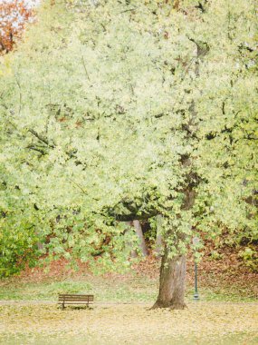 Yapraklar dikey soyut sakin arkaplan ile büyük ağacın altında benç