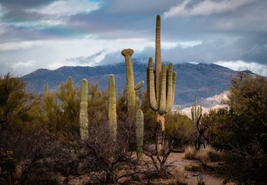 Tepeli Saguaro Kaktüsü Tucson Arizona Sonora Çölü