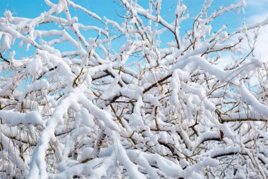 Arizona çölünde kar. 