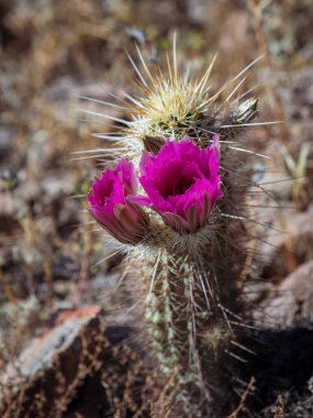 Sonoran Çöl Çiçekleri Bahar Kirpi Kaktüsü Tucson Arizona
