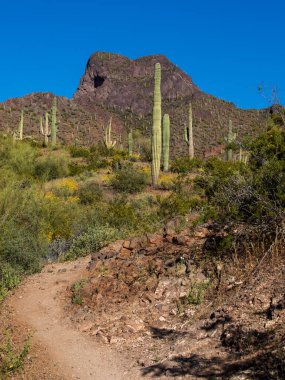 Picacho Tepesi Volkanik Dağ Sonoran Çölü Tucson Arizona Saguaro Kaktüsü