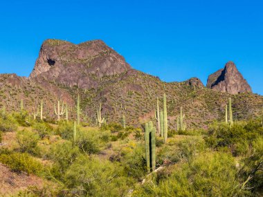 Picacho Tepesi Volkanik Dağ Sonoran Çölü Tucson Arizona Saguaro Kaktüsü