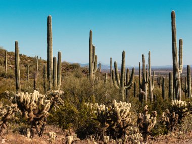 Saguaro Kaktüsü, Tucson Arizona Picacho Tepesi Eyalet Parkı