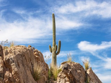 Tucson 'daki Saguaro Kaktüsü Santa Catalina Dağları Sonoran Çölü