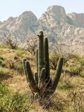 Saguaro Cactus in Tucson Arizona Santa Catalina Mountains Sonoran Desert clipart