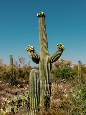 Saguaro Kaktüsündeki Beyaz Çiçekler İlkbahar Tucson Arizona Sonoran Çölü