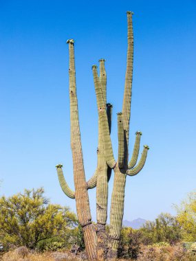Saguaro Kaktüsü, Tucson Arizona Güneybatı Sonora Çölü
