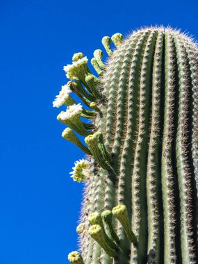 Saguaro Kaktüsündeki Beyaz Çiçekler İlkbahar Tucson Arizona Sonoran Çölü