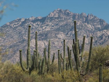 Saguaro Kaktüsü Sonoran Çölü Santa Catalina Dağı Lemmon Tucson Arizona Manzarası