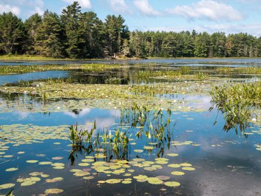 Hamilton Pond Dağı Çöl Adası Maine Lily Pedleri ve Gökyüzü Yansıması