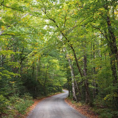 Baxter Eyalet Parkı Ağacı Toprak Yol Kenarlı Maine
