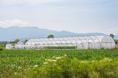 Kosova 'nın kırsal kesimindeki Radoste köyündeki seralar