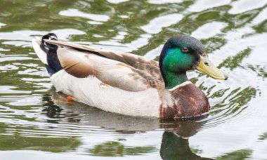 Danimarka parkında Mallard Duck