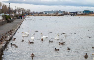 İzlanda 'nın Reykjavik şehrinde Tjornin Gölü kıyısındaki binalar