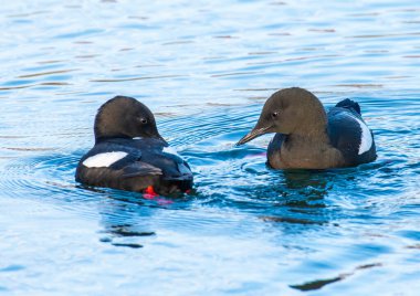 Siyah lonca kuşları doğada