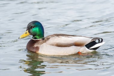 Mallard ördeği İzlanda 'nın Reykjavik şehrinde Tjornin' de