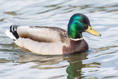 Mallard ördeği İzlanda 'nın Reykjavik şehrinde Tjornin' de