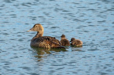 İzlanda 'daki Hrisey adasında Eider ördeği