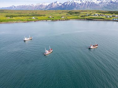 Kuzey İzlanda 'daki Hrisey adası yakınlarındaki safari teknelerini izleyen balina görüntüsü.