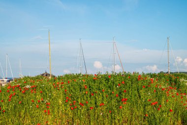 Danimarka 'nın Kerteminde şehrinde arka planda tekne direkleri olan çiçekler.