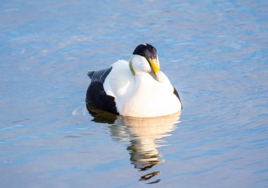 İzlanda 'daki Hrisey adasında Eider ördeği