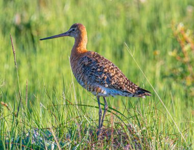 İzlanda 'nın doğasında kara kuyruklu bir gerzek.