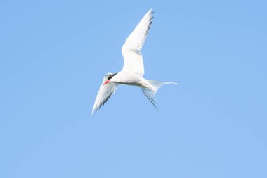 Kutup deniz feneri kuşu gökyüzünde uçuyor.