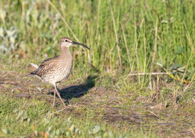 Doğada yürüyen sıradan bir kaprisli kuş.