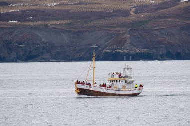 Hrisey İzlanda - 20 Mayıs. 2024: Balina safari teknesini seyrediyor Balinalar denizde yüzüyor