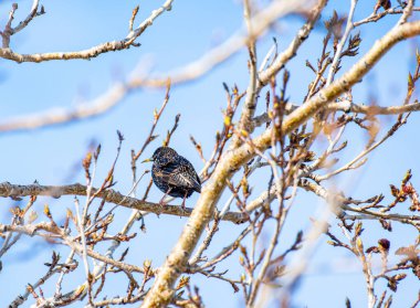 Kuzey İzlanda 'nın güzel doğasında bir ağaçtaki ortak Starling