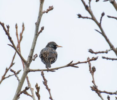 Kuzey İzlanda 'nın güzel doğasında bir ağaçtaki ortak Starling