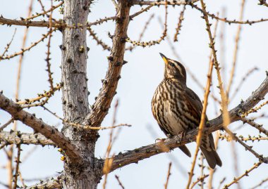 Kızılkanat kuşu İzlanda 'nın güzel doğasında