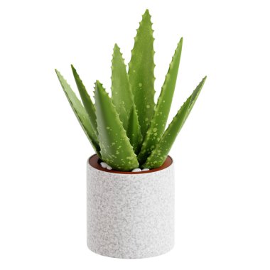 Seramik kaptaki yeşil kaktüs bitkisi beyaz arkaplanda izole edilmiş.