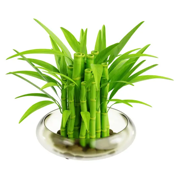 Bambu kasesinde yeşil pirinç